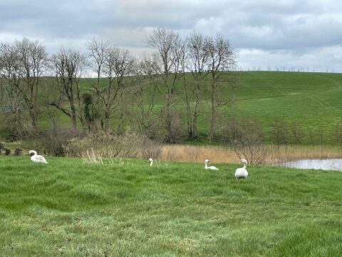 Family of swans at Lisbane