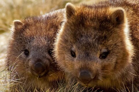 Two wombats